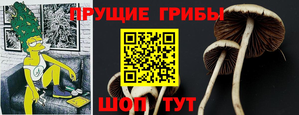 Старая Купавна  Псилоцибиновые грибы Psilocybe  Вход с VPN 